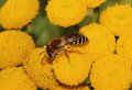 01 wormkruidbij Colletes daviesanus f op boerenwormkruid Stalberg De Hamert_resize